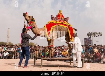 Bikaner, Rajasthan, Indien, Januar 2019 : Bunte Kamel Durchführung Kameltanz mit Trainer auf dem Wüstenboden während Bikaner Camel Festival. Stockfoto