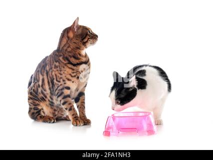 feral-Katze und bengalkatze vor weißem Hintergrund Stockfoto