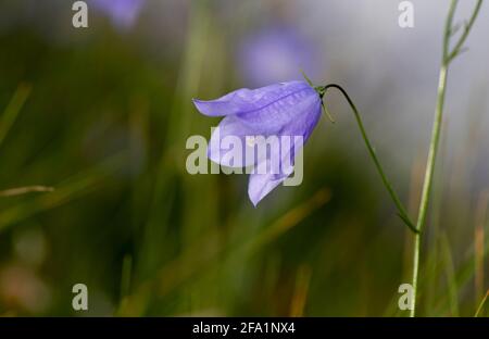 Harebell, Campanula rotundifolia, auf einer Hochlandweide, Spätsommer. North Yorkshire, Großbritannien. Stockfoto