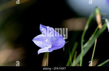 Harebell, Campanula rotundifolia, auf einer Hochlandweide, Spätsommer. North Yorkshire, Großbritannien. Stockfoto