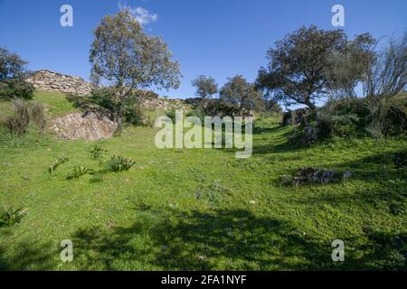 Archäologische Stätte von Tamusia, Botija, Caceres, Extremadura. Graben Westhispano-keltische Bergfestung der Vettonier Stockfoto