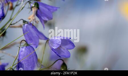 Harebell, Campanula rotundifolia, auf einer Hochlandweide, Spätsommer. North Yorkshire, Großbritannien. Stockfoto