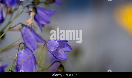 Harebell, Campanula rotundifolia, auf einer Hochlandweide, Spätsommer. North Yorkshire, Großbritannien. Stockfoto