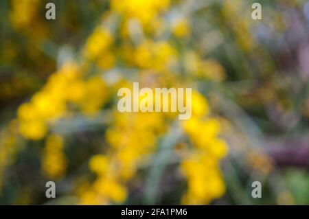 Abstraktes, unscharf abgebranntes Bild der gelben Blüten einer Acacia saligna, allgemein bekannt unter verschiedenen Namen, darunter Coojong, goldener Kranz-Wattle, Orang Stockfoto