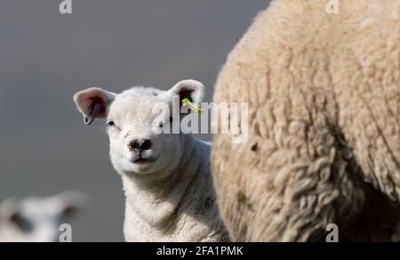 Junge Texel lämmen auf Gras in den Yorkshire Dales bei Hawes, North Yorkshire, Großbritannien. Stockfoto