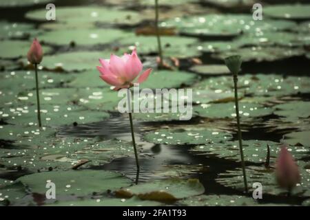 Indischer Lotus (Nelumbo nucifera) im Botanischen Garten Bogor, Bogor, West-Java, Indonesien. Stockfoto