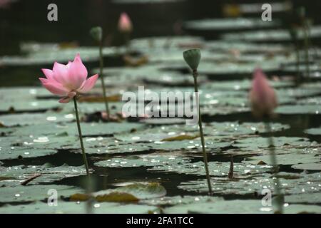 Indischer Lotus (Nelumbo nucifera) im Botanischen Garten Bogor, Bogor, West-Java, Indonesien. Stockfoto