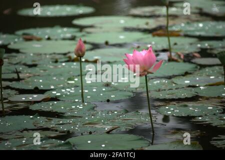 Indischer Lotus (Nelumbo nucifera) im Botanischen Garten Bogor, Bogor, West-Java, Indonesien. Stockfoto