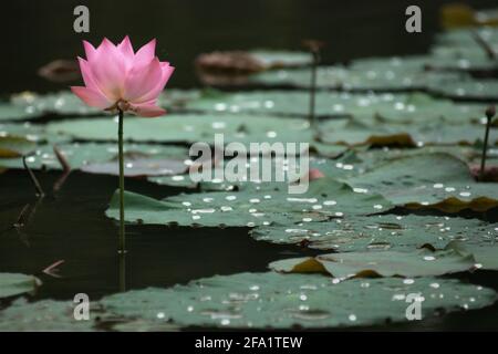 Indischer Lotus (Nelumbo nucifera) im Botanischen Garten Bogor, Bogor, West-Java, Indonesien. Stockfoto