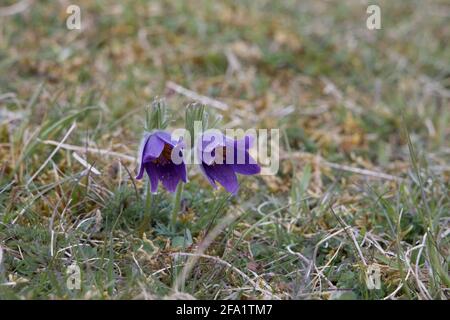 Zwei Pasque Blumen Pulsatilla vulgaris im Gloucestershiree Trust Nature Reserve SSSI in der Nähe von Cirencsetter UK Stockfoto