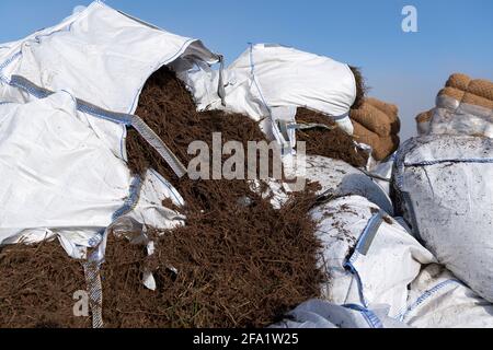 Säcke mit geerntetem Heidekraut, die auf restaurierten Torfböden verstreut werden, um Heidekraut wiederherzustellen. North Yorkshire, Großbritannien. Stockfoto