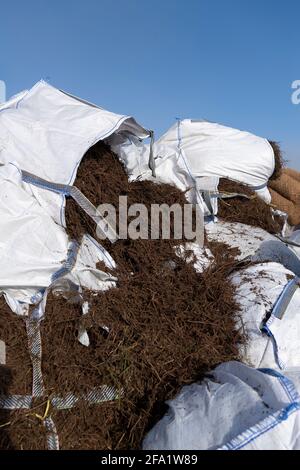 Säcke mit geerntetem Heidekraut, die auf restaurierten Torfböden verstreut werden, um Heidekraut wiederherzustellen. North Yorkshire, Großbritannien. Stockfoto