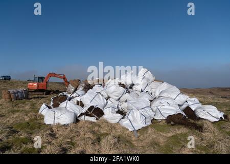 Säcke mit geerntetem Heidekraut, die auf restaurierten Torfböden verstreut werden, um Heidekraut wiederherzustellen. North Yorkshire, Großbritannien. Stockfoto