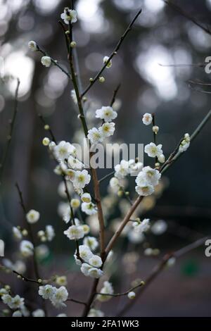 Die schönsten Sakura-Blüten oder Kirschblüten, die im späten Winter oder frühen Frühling in ganz Japan blühen. Stockfoto