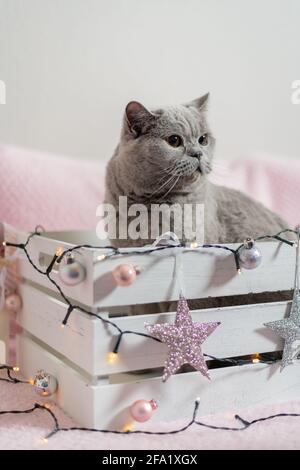 Niedliche graue britische Kurzhaarkatze in einer Weihnachts-Geschenkbox. Katze als Geschenk, Weihnachtsstimmung. Stockfoto