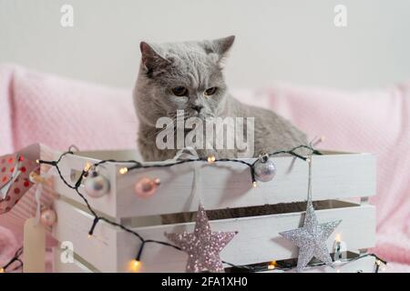 Graue britische Kurzhaarkatze, die in dekorativer Weihnachtsgeschenkbox mit Feenlichtern sitzt Stockfoto