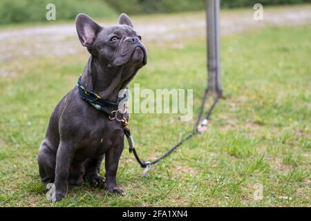 Graue kleine süße französische Bulldogge mit Hundeleine auf einer Wiese. Foto für Tierliebhaber, Hundeliebhaber oder Hintergründe. Stockfoto