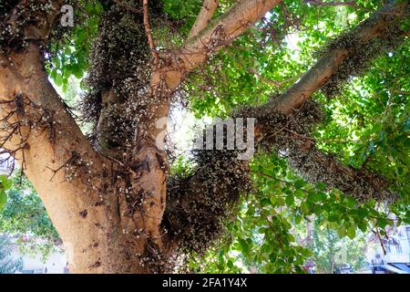 Ficus sycomorus, genannt die Platanen-Feige oder die Feigen-Maulbeere (weil die Blätter denen der Maulbeere ähneln), Platanen oder Sykomoren, ist eine Feigenspezifikation Stockfoto