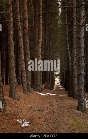 Sequoia Grove vertikale Frühlingslandschaft. Riesige hohe Bäume, natürlicher Hintergrund ohne Menschen. Eine Gasse zwischen Nadelbäumen mit umgestürzten Nadeln und s Stockfoto