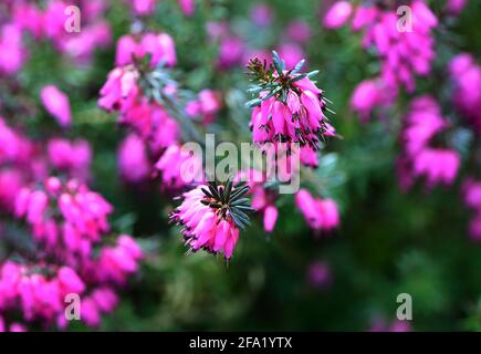 Nahaufnahme der blühenden Frühlingsheide (Erica darleyensis) in einem Garten, Österreich Stockfoto