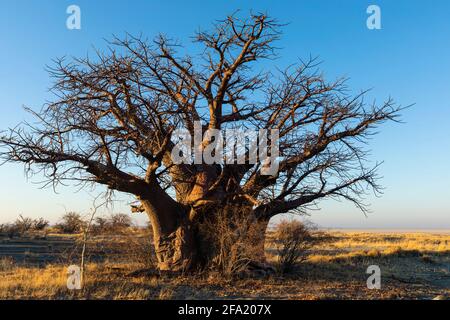 Großer Baobab-Baum im frühen Morgenlicht auf der Insel Kukonje Stockfoto