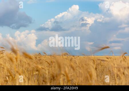 Goldenes Weizenfeld im Hintergrund des Himmels und riesige Regenwolken. Heiße Sommerlandschaft. Panorama eines landwirtschaftlichen Feldes. Warmes Nachmittagslicht. G Stockfoto