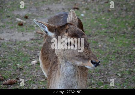 Hirsche aus der Nähe, Hirsche im Frühling, Hirsche mit schönen Augen Stockfoto