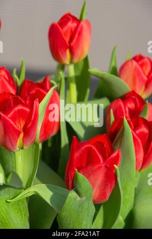 Stillleben Hintergrund mit blühenden roten Tulpen im klaren Vase vor hell Stockfoto