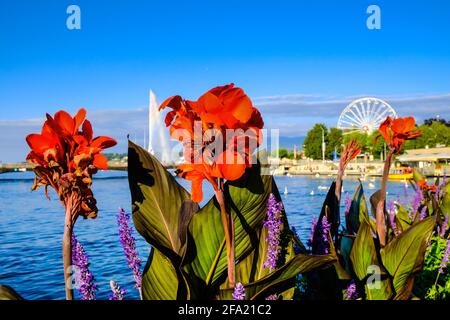 Rote Canna Indica-Lilie auf dem Hintergrund des wunderschönen Genfer Sees, Nahaufnahme. Stockfoto