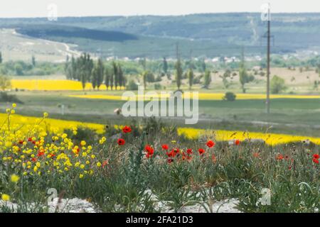 Mohnblumen Rapsfeld Sommer sonnige Landschaft. Natürlicher Hintergrund mit hellen Wildblumen auf dem Feld. Das Konzept der Hitze, Mai, Sommer, Entspannung ein Stockfoto