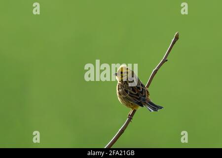 yellowhammer sitzt auf einem kleinen Ast Stockfoto