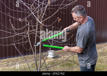 Ein 45-50-jähriger Mann schneidet mit einem Baumschnitt die Äste eines Apfelbaums ab. Stockfoto