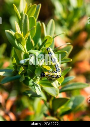 Cyralima perspectalis Raupe, die Baummotte Stockfoto