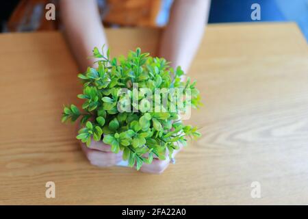 Topfpflanze in der Hand Stockfoto
