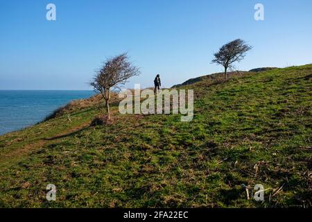 Frau, die auf dem Küstenwanderweg in der Nähe von Strumble Head, Wales, läuft. Stockfoto