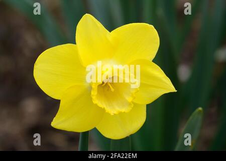 Narcissus Neon Trompete Narzissus Narzissus Neon Blume Stockfoto
