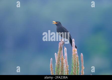 Amsel, Turdus merula. Männlicher Gesang Stockfoto