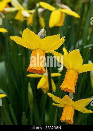 Eine Gruppe der gelben und hellorangen Blüten von Der Narzissen-Jetfire Stockfoto