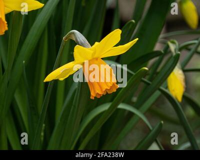 Eine Nahaufnahme einer einzigen Blume des Gelbfärbens Und Orange Zwerg Narzisse Jetfire Stockfoto