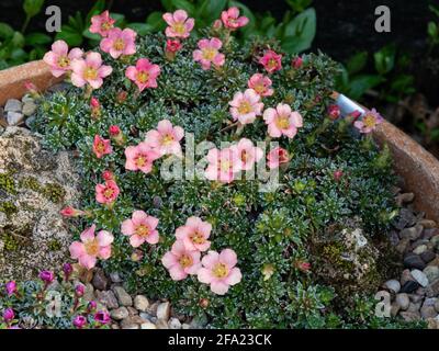 Eine Pflanze der Kabschia Saxifrage Pfirsich Melba, die wächst Eine Terrakotta-Pfanne und zeigt die Aprikosenblüten Stockfoto