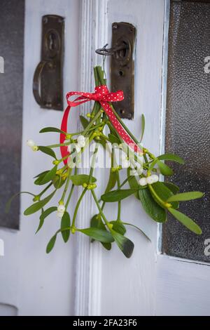 Mistel (Viscum Album subsp. Album, Viscum Album), kleiner Strauß Misteln, Dekoration an einer Schranktür, Deutschland Stockfoto