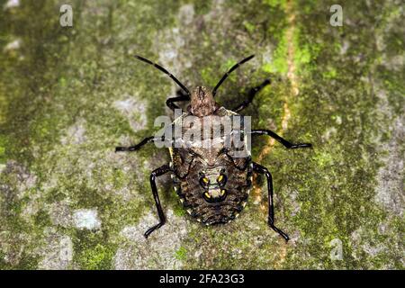 Waldkäfer (Pentatoma rufipes), Larve, Österreich Stockfoto