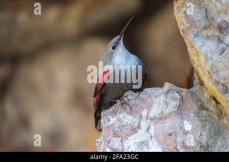 wallcreeper (Tichodroma muraria), sitzt auf einem Stein, der nach oben blickt, Österreich, Tirol Stockfoto