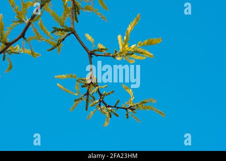 Honigregenbaum, Gleditsia Triacanthos Stockfoto