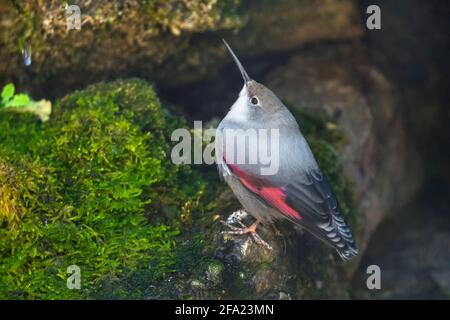 wallcreeper (Tichodroma muraria), sitzt auf einem moosigen Stein, Österreich, Tirol Stockfoto