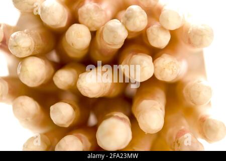 Gartensparagus, Spargelgras, Wildsparagus (Asparagus officinalis), Spargelspitzen Stockfoto