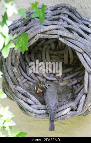 Gefleckter Fliegenfänger (Muscicapa striata), füttert junge Vögel in einem alten Korb im Haus, Deutschland Stockfoto