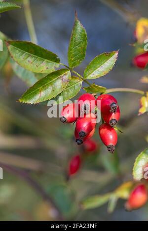 Hundsrose (Rosa canina), Früchte auf einem Zweig, Deutschland Stockfoto