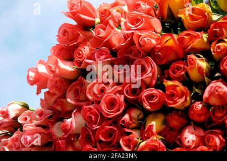 Rote Rosen Stockfoto