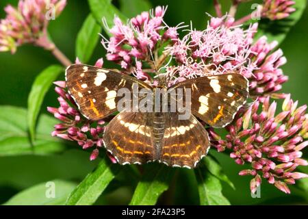 Karte Schmetterling, Sommerform (Araschnia levana f. prorsa), Sommergeneration auf blühender Hanf-Agrimonie, Deutschland, Bayern Stockfoto